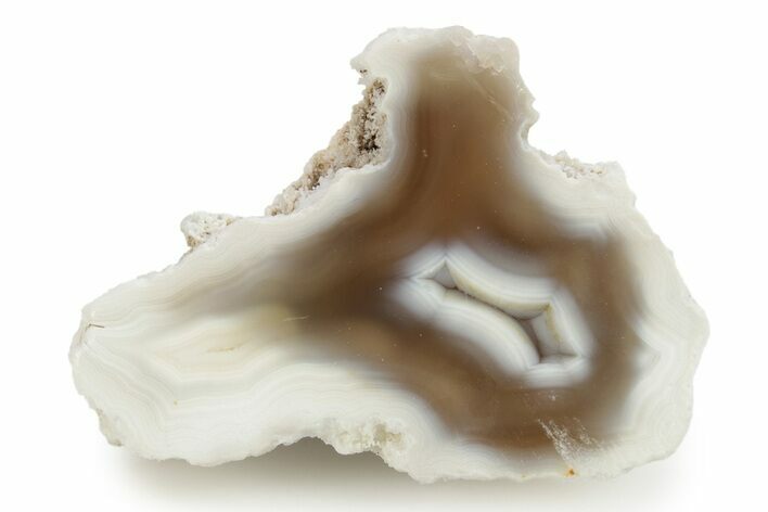 Agatized Fossil Coral Geode - Florida #256470